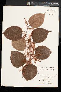 Reynoutria japonica image