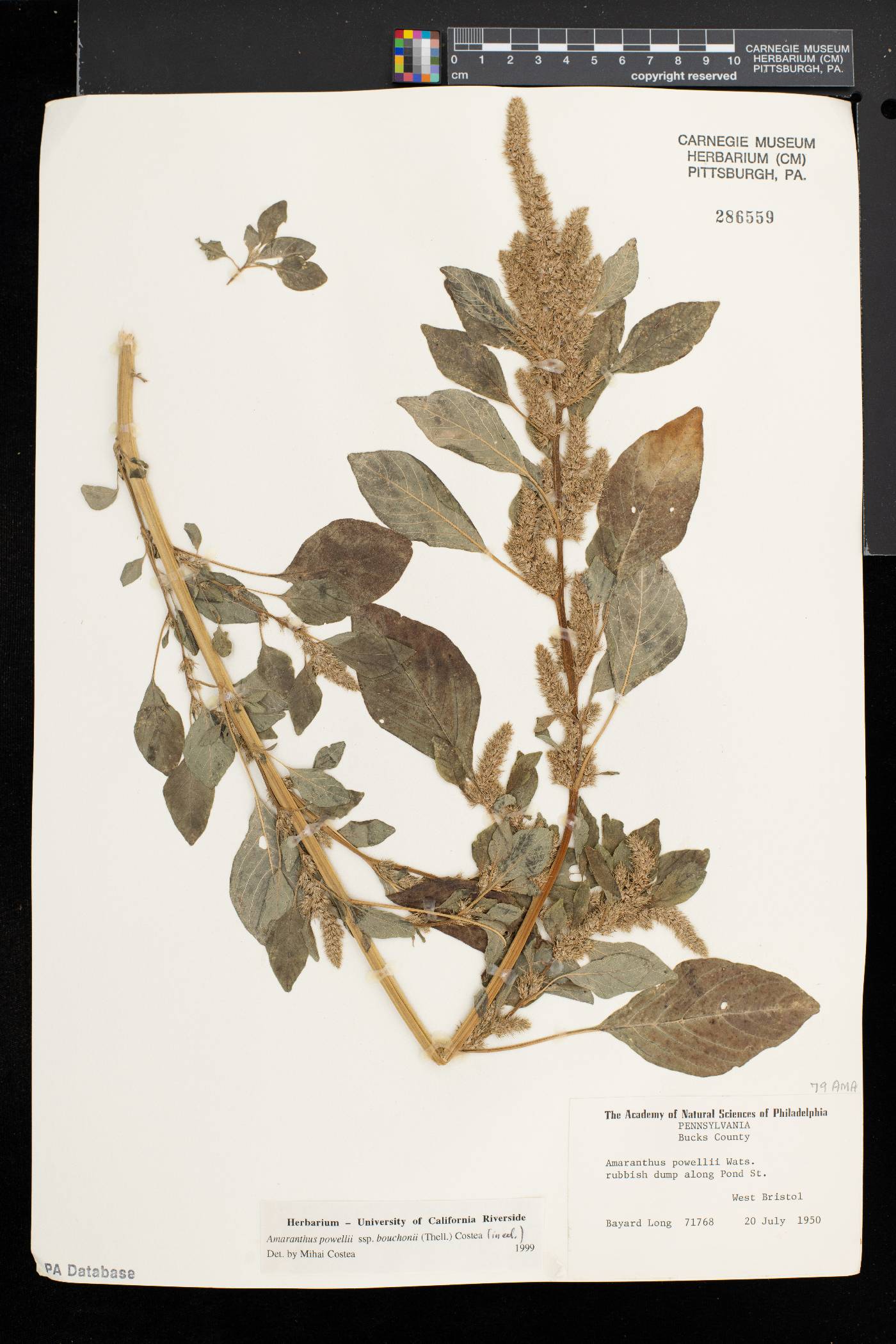 Amaranthus powellii subsp. bouchonii image