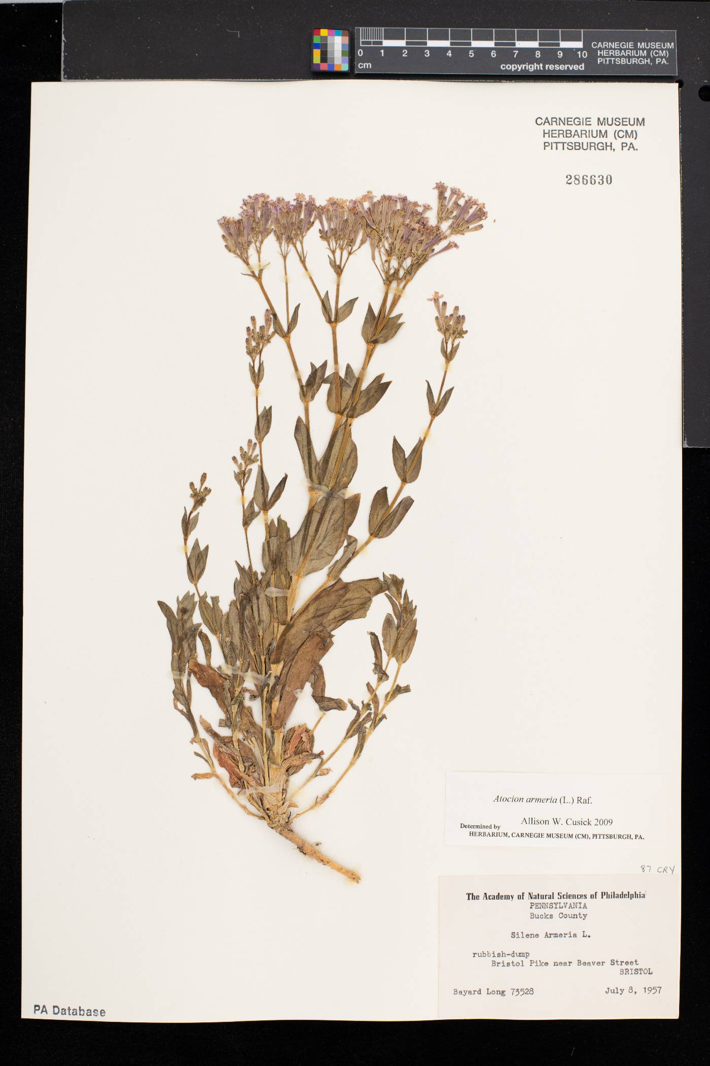 Atocion armeria image