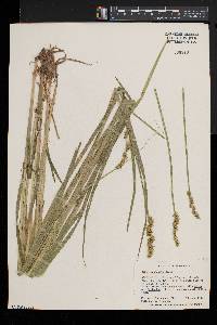 Carex conjuncta image