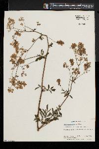 Thalictrum pubescens image