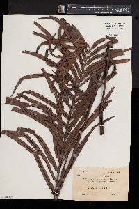 Blechnum orientale image