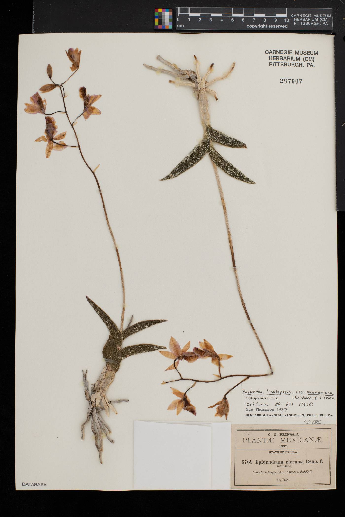 Barkeria lindleyana subsp. vanneriana image