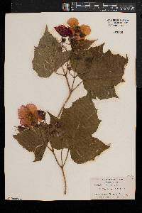 Rubus odoratus image