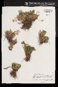 Selaginella pilifera image
