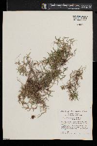 Selaginella underwoodii image