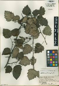 Crataegus pruinosa image