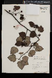 Crataegus pruinosa image