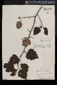 Crataegus pruinosa image