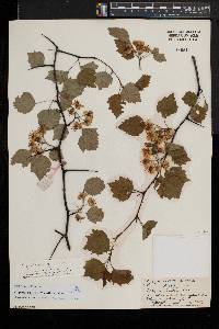 Crataegus pruinosa image