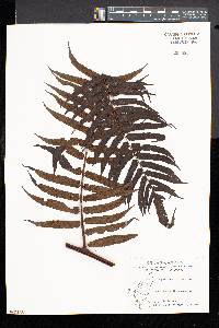 Cyathea podophylla image