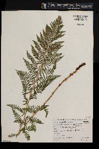 Athyrium alpestre image