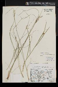 Juncus anthelatus image