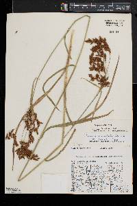 Scirpus pendulus image