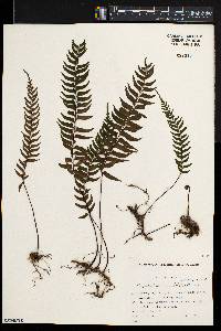 Asplenium unilaterale image