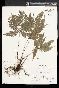 Pteris grevilleana image