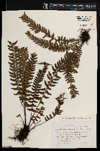 Asplenium normale image