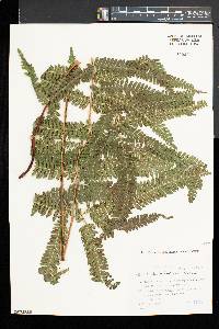 Pteris kiuschiuensis image