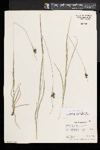 Carex caroliniana image