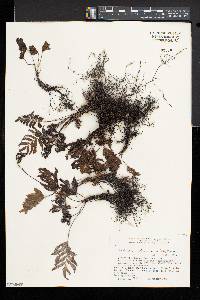Trichomanes hostmannianum image