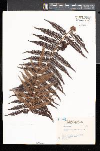 Cyathea spinulosa image