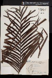 Blechnum orientale image