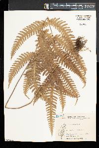 Pteris biaurita image