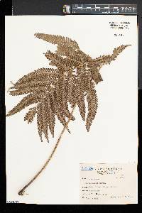 Pteris fauriei image