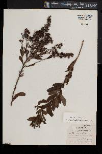 Spiraea alba image