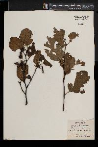 Alnus incana subsp. rugosa image