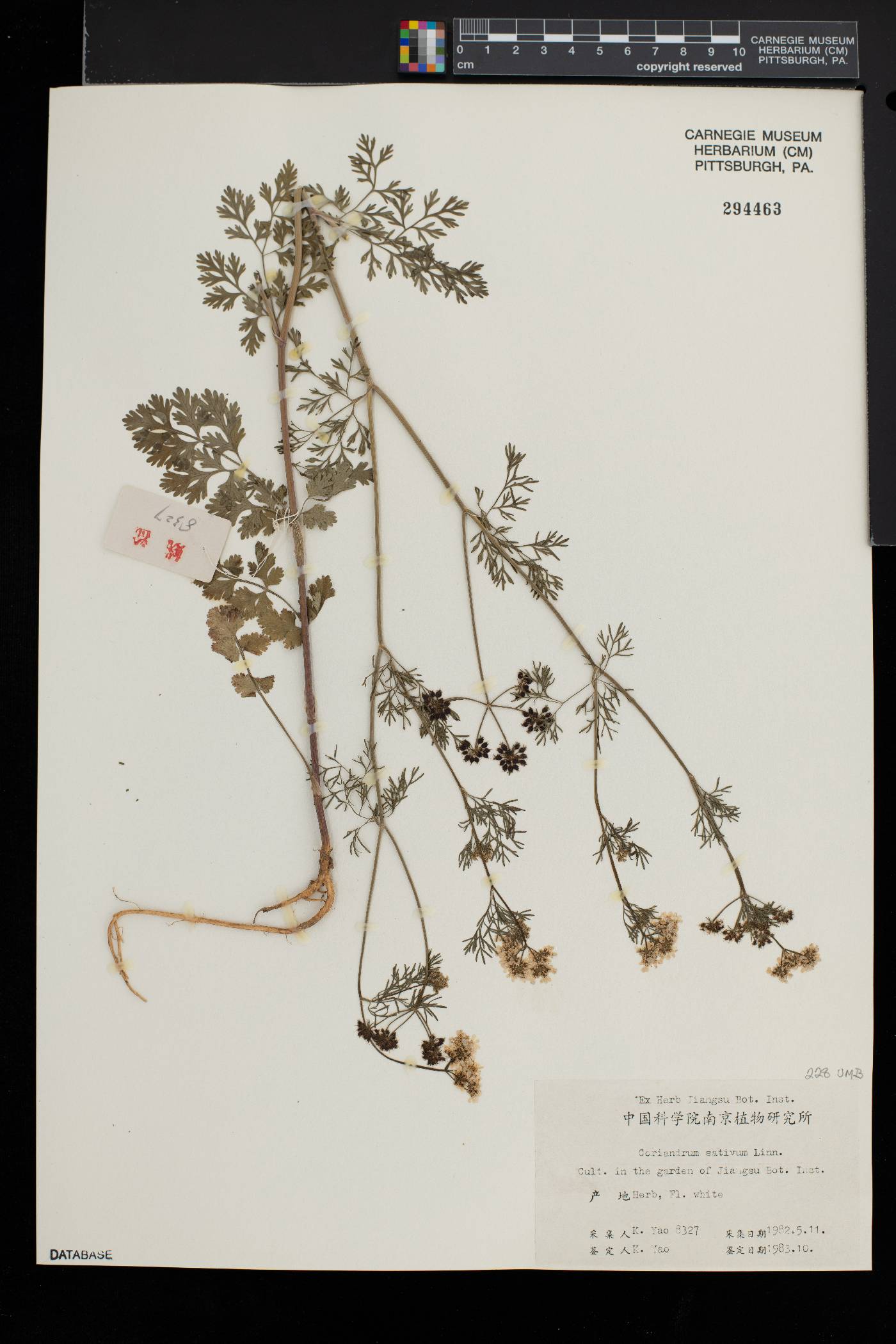 Coriandrum sativum image