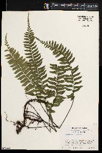 Asplenium unilaterale image