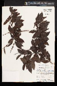 Polysphaeria multiflora image