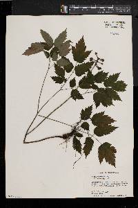 Actaea alba image