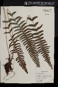 Blechnum occidentale image