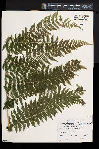 Athyrium asplenioides var. cyclosorum image