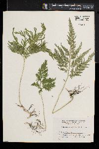 Selaginella moellendorffii image