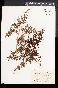 Sphenomeris chinensis image