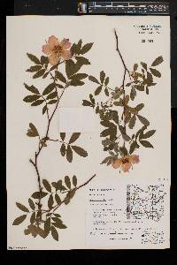 Rosa palustris image