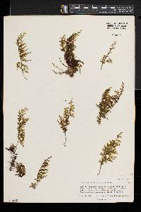 Hymenophyllum recurvum image