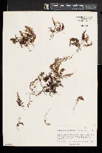 Hymenophyllum lanceolatum image