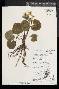 Caltha palustris image