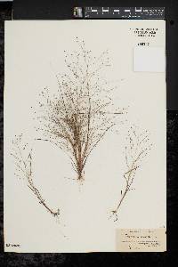 Eragrostis capillaris image