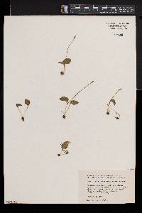Ophioglossum crotalophoroides image