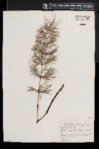 Equisetum sylvaticum image