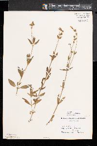 Silene latifolia image