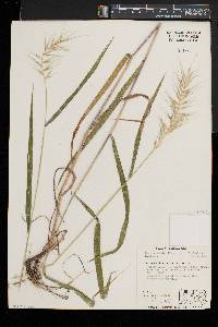 Elymus hystrix image