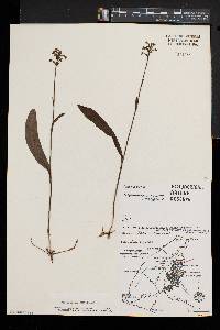 Platanthera clavellata image