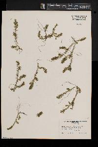 Elodea nuttallii image