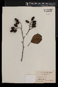 Alnus glutinosa image